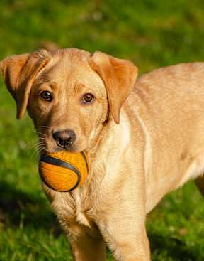 A dog holding a ball in its mouth.