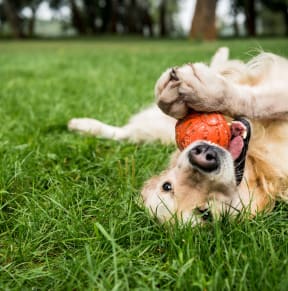 a dog laying in the grass playing with a ball