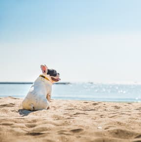 a dog sitting on the beach looking out to the ocean