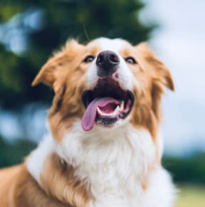 a brown and white dog with its mouth open
