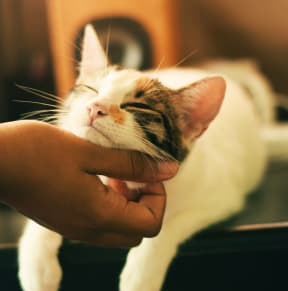 a person petting a white cat with its eyes closed