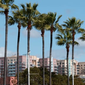 a row of tall palm trees with buildings in the background