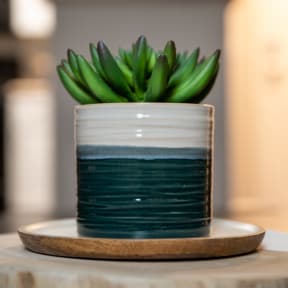 a green plant in a white and blue vase on a wooden plate