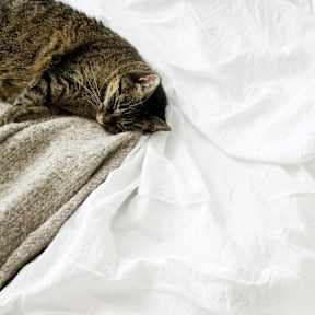 A cat is sleeping on a white blanket.