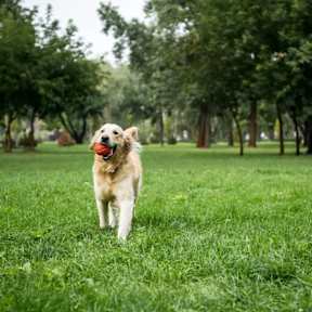 A dog is running with a ball in its mouth in a grassy field.