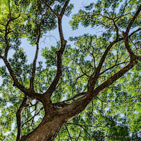 Tree Branches at The Garden District Apartments, Germantown, TN