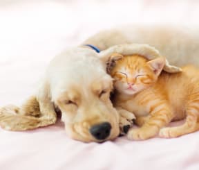 a dog and a cat laying on a bed