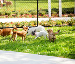 a group of dogs playing in the grass