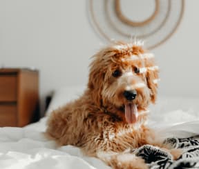 a dog laying on a bed with a white background