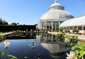 a view of the conservatory of the palm house at Clinton Towers, Bronx, New York