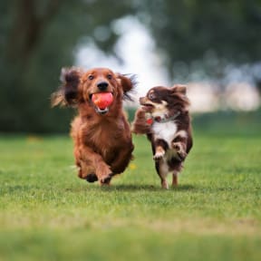 two dogs running in the grass with a ball