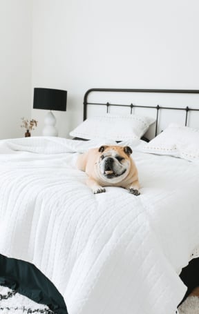 a dog laying on a bed