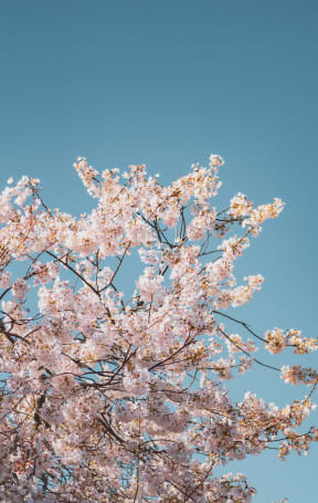 a tree with pink blossoms against a blue sky