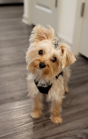 Pet Friendly at The Crest at Acworth, Georgia