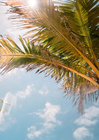 a view of palm trees looking up at the sky