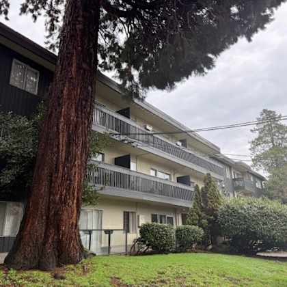 a large tree stands in front of a black building with white balconies.