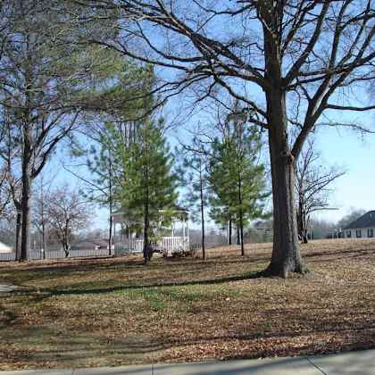 a large tree stands in the middle of a grassy field.
