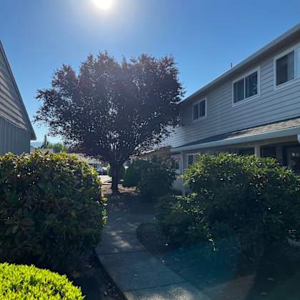 a tree in a residential area with a house and bushes.