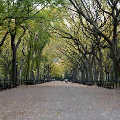 a tree-lined pathway in a park.
