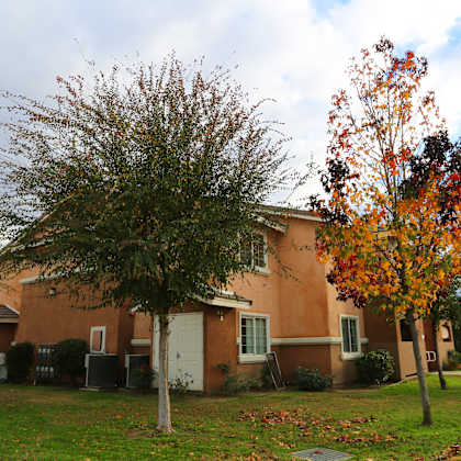 two trees with orange leaves in front of a brown house.