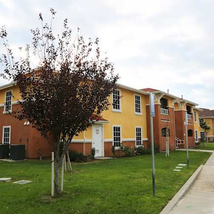 a tree in front of a yellow building.