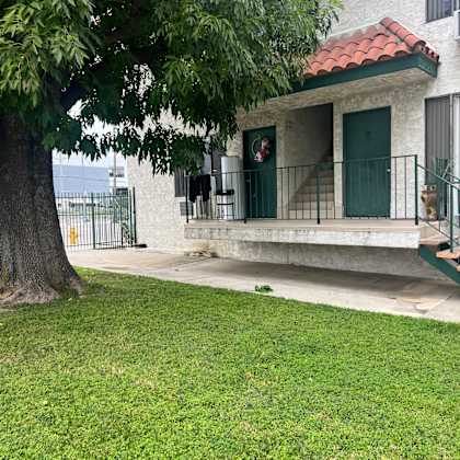 a green tree is in front of a building.