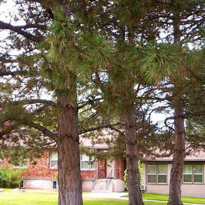 college park apts with mature trees
