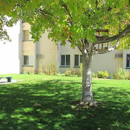 lawn with mature tree and bench
