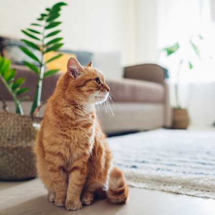 ginger cat sitting on floor in cozy living room. interior decor