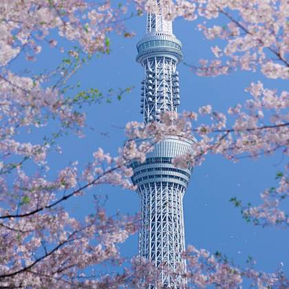 cherry blossoms frame a towering structure.