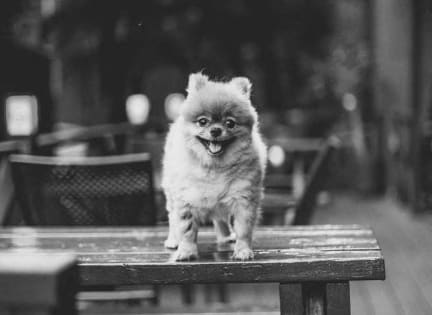 a small dog standing on top of a wooden table at The Lennox, Nevada