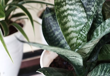A close up of a green and white leafy plant.