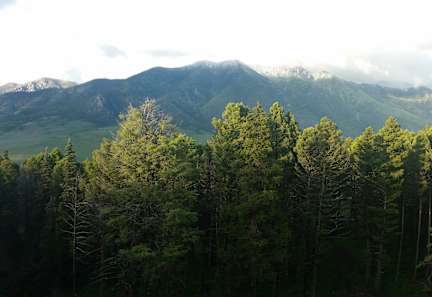 A forest of trees in the foreground with mountains in the background.