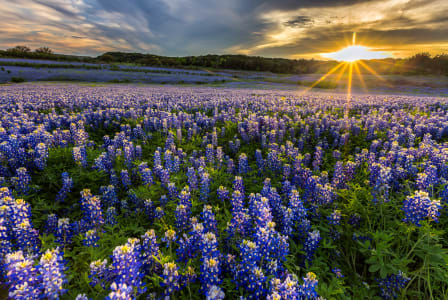 a field of purple flowers with the sun setting in the background