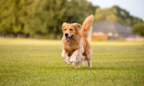 Pet-Friendly Living at Cedar Heights Luxury Apartments in Austin, TX