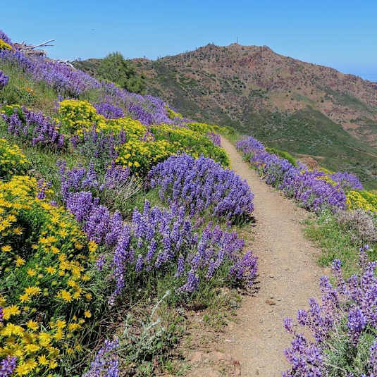 a field of yellow flowers on a hill