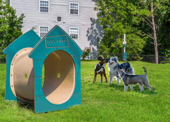 a group of dogs standing around a dog house in the grass