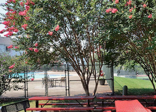 A red carpet leads to a picnic table in a park.