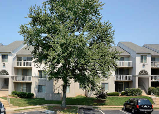 A tree in front of apartment buildings.