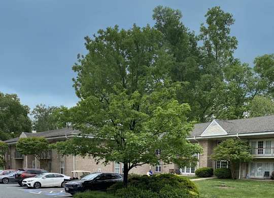 A parking lot with cars and a large tree in front of a building at Shenandoah Station Apartments, Triangle, 22172