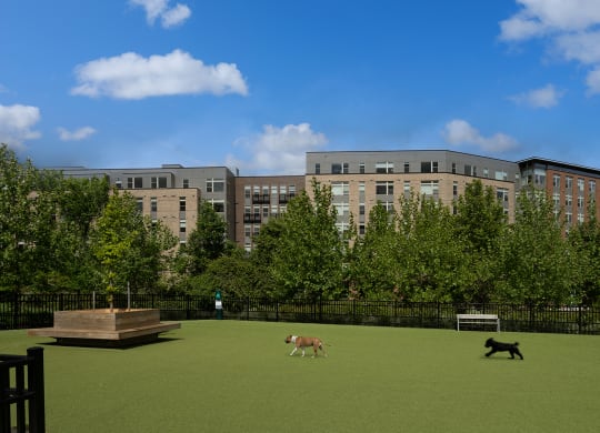 a rendering of a dog park with two dogs running through it at Brentford at The Mile, Tysons, VA
