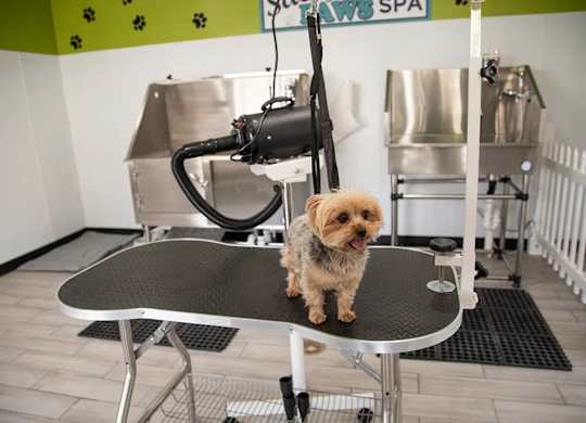 Pet Grooming Station at Compass at City Center, Newport News, Virginia