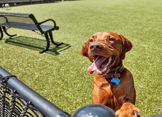 A brown dog with a blue tag on its collar is sitting on a grassy field at Vermella Lyndhurst apartments, Lyndhurst, NJ, 07071