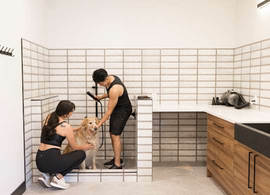 A man and woman are grooming a dog in a bathroom.
