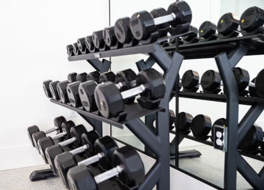 a row of dumbbells on a rack in a gym