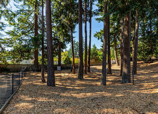 Wooded dog park area with chain link fence at Scout Apartments, Kirkland