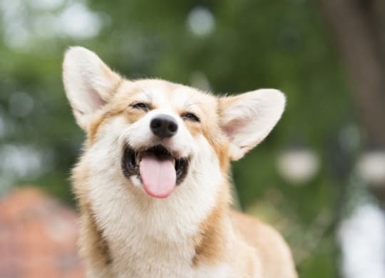 a dog smiling with its tongue out