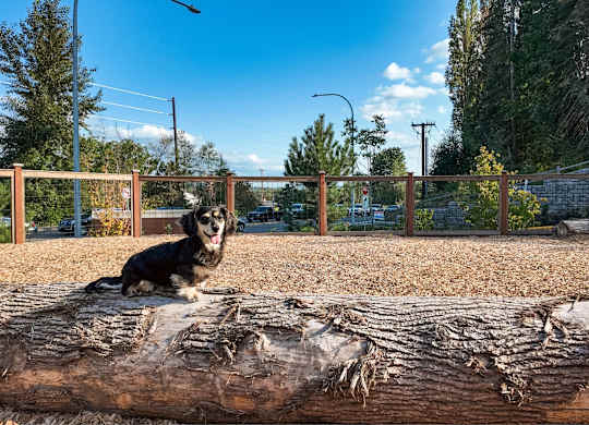 A dog is sitting on a log in a fenced area.