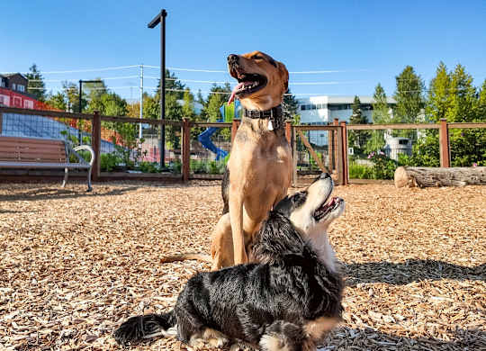 Two dogs playing in a park.