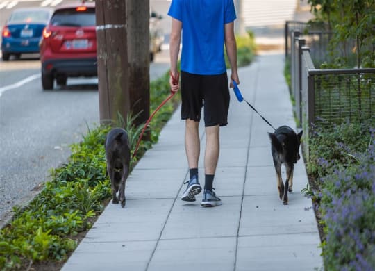 a man walking two dogs on a sidewalk